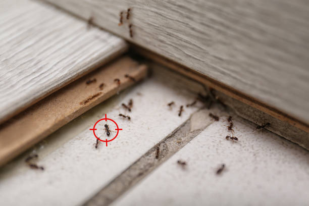 Wasp Removal Services in Laurens, IA