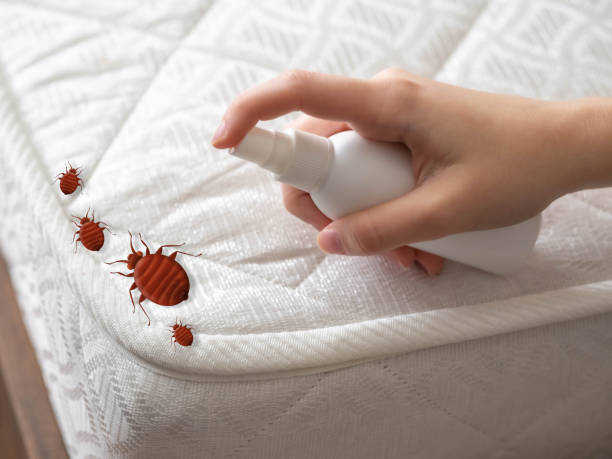 Best Ant Control Services  in Laurens, IA