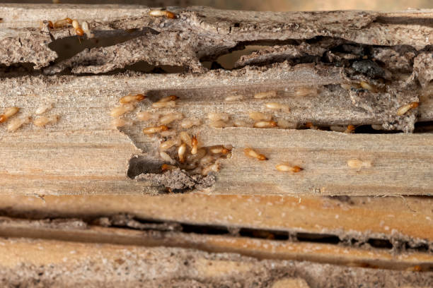 Pest Control Cost in Laurens, IA