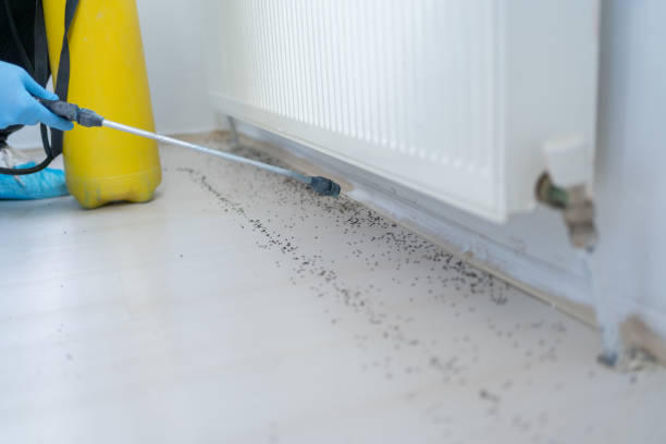 Best Flea Control Services  in Laurens, IA